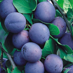 Табак для кальяна Tangiers 250 г - Special Edition Kashmir Plum (Слива пряности)